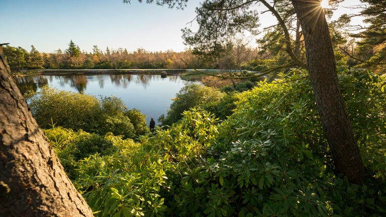 A scenic view between the trees of a calm waters at Nelly's Moss Lakes.